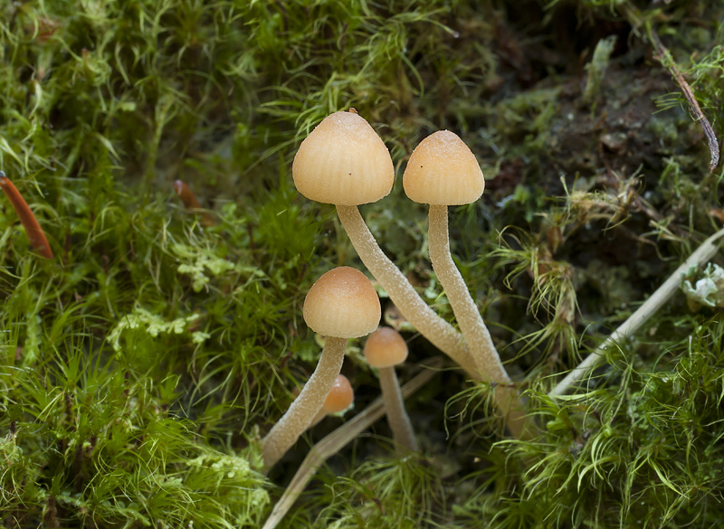 Galerina stordalii